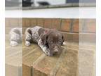 German Shorthaired Pointer PUPPY FOR SALE ADN-778657 - German Shorthaired