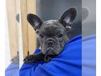 French Bulldog PUPPY FOR SALE ADN-778659 - Lucy the Frenchie