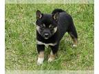 Shiba Inu PUPPY FOR SALE ADN-778662 - Shiba Inu puppy for sale
