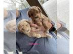 Poodle (Miniature) PUPPY FOR SALE ADN-778667 - beautiful mini poodles