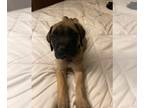 Mastiff PUPPY FOR SALE ADN-778669 - AKC Mastiff Puppies