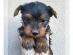 Yorkshire Terrier PUPPY FOR SALE ADN-778670 - Sweet boy