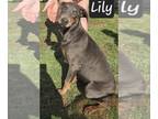 Doberman Pinscher PUPPY FOR SALE ADN-778672 - Beautiful Blue Female Doberman