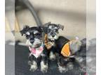 Schnauzer (Miniature) PUPPY FOR SALE ADN-778673 - Minatute schnauzer