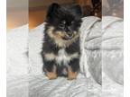 Pomeranian PUPPY FOR SALE ADN-778676 - Stephanie