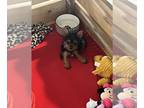 Yorkshire Terrier PUPPY FOR SALE ADN-778682 - Index