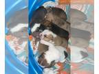 English Bulldog PUPPY FOR SALE ADN-778683 - ENGLISH BULLDOGS