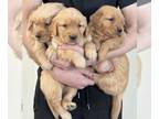 Golden Retriever PUPPY FOR SALE ADN-778685 - AKC Golden Retriever puppies
