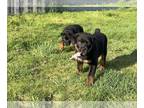 Rottweiler PUPPY FOR SALE ADN-778686 - German Rottweiler puppies