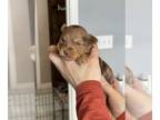 YorkiePoo PUPPY FOR SALE ADN-778687 - Yorkipoo Puppy