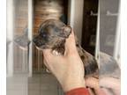 YorkiePoo PUPPY FOR SALE ADN-778688 - Yorkipoo Puppy