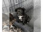 YorkiePoo PUPPY FOR SALE ADN-778690 - Yorkipoo Puppy