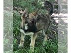 German Shepherd Dog PUPPY FOR SALE ADN-778691 - AKC German Shepherd