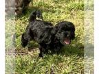 Shih-Poo PUPPY FOR SALE ADN-778695 - Shihpoo Puppies