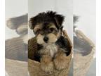 Morkie PUPPY FOR SALE ADN-778698 - Morkies