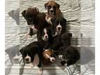 Boxer PUPPY FOR SALE ADN-778699 - AKC Boxer puppies