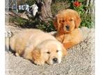 Golden Retriever PUPPY FOR SALE ADN-778701 - Beautiful golden retriever pups