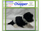 Havanese PUPPY FOR SALE ADN-778703 - Say Hello to Chopper