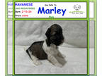 Havanese PUPPY FOR SALE ADN-778705 - Say Hello to Marley