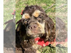 Cocker Spaniel PUPPY FOR SALE ADN-778710 - Lion King