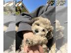 Shih-Poo PUPPY FOR SALE ADN-778712 - Shihtzu and poodle mix