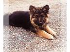 German Shepherd Dog PUPPY FOR SALE ADN-778713 - Long Coat AKC German Shepherds