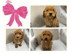 Goldendoodle (Miniature) PUPPY FOR SALE ADN-778714 - Mini F1b Goldendoodle