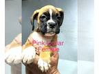 Boxer PUPPY FOR SALE ADN-778715 - Boxer