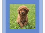 Cavapoo PUPPY FOR SALE ADN-778717 - Cavapoo