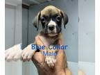 Boxer PUPPY FOR SALE ADN-778719 - Boxer