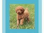 Cavapoo PUPPY FOR SALE ADN-778720 - Cavapoo Puppies