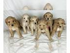 Goldendoodle PUPPY FOR SALE ADN-778722 - Golden doodle puppies