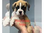 Boxer PUPPY FOR SALE ADN-778724 - Red Male