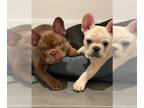 French Bulldog PUPPY FOR SALE ADN-778726 - French Bulldog