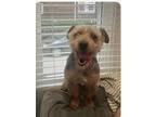 Adopt Mr. Biggs a Yorkshire Terrier