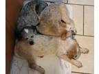 Australian Stumpy Tail Cattle Dog PUPPY FOR SALE ADN-778731 - Reds and Blue