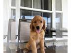 Golden Retriever PUPPY FOR SALE ADN-778733 - Golden Retriever puppies