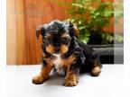 Yorkshire Terrier PUPPY FOR SALE ADN-778734 - ACA Yorkshire Terrier