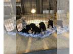 Labrador Retriever PUPPY FOR SALE ADN-778738 - Trouble Came Early SH X Topshelfs