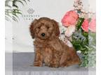 YorkiePoo PUPPY FOR SALE ADN-778744 - Yorkipoo