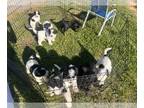 Sheepadoodle PUPPY FOR SALE ADN-778747 - Sheepadoodle puppies