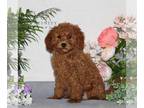 Cavapoo PUPPY FOR SALE ADN-778748 - Cavapoo