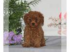 Cavapoo PUPPY FOR SALE ADN-778750 - Cavapoo