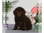 Cavapoo PUPPY FOR SALE ADN-778751 - Cavapoo