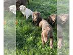 Labrador Retriever PUPPY FOR SALE ADN-778753 - Puppy