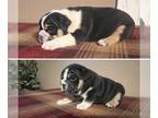 English Bulldog PUPPY FOR SALE ADN-778755 - 4 Puppies