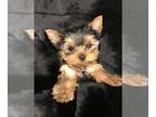 Yorkshire Terrier PUPPY FOR SALE ADN-778759 - Lola