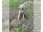 Labrador Retriever PUPPY FOR SALE ADN-778769 - Silver Labrador puppies