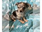 Chihuahua PUPPY FOR SALE ADN-778775 - Chihuahua pup