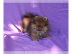 Pomeranian PUPPY FOR SALE ADN-778777 - BEAUTIFUL CHOCOLATE POMERANIAN PUPPY